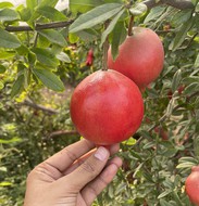 Fresh Fruit-Pomegranate